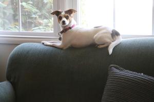 A small dog rests on a couch by the window.